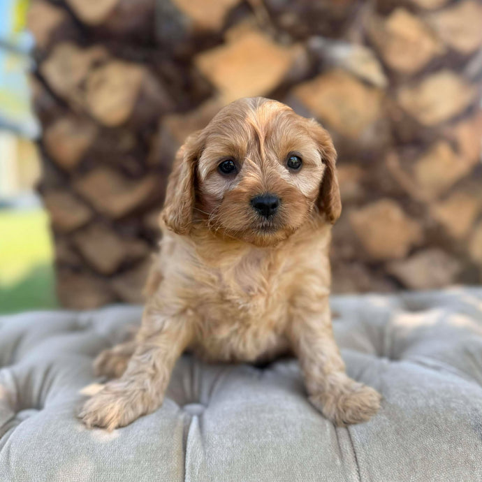 ROXY - Female Toy Cavoodle - Ready 28th Nov