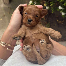 Load image into Gallery viewer, ROXY - Female Toy Cavoodle - Ready 28th Nov