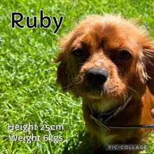 Load image into Gallery viewer, RAGGY - Male Cavalier - Ready 6th July