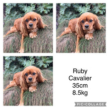 Load image into Gallery viewer, RIVER - Male Toy Cavoodle - Ready 17th Feb