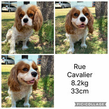 Load image into Gallery viewer, RIGGS - Male Cavalier - Ready 23rd Aug