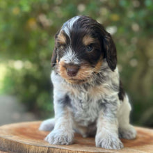 Load image into Gallery viewer, RUFUS - Male Toy Spoodle - Ready 31st Jan