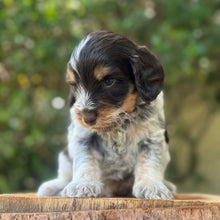 Load image into Gallery viewer, RUFUS - Male Toy Spoodle - Ready 31st Jan