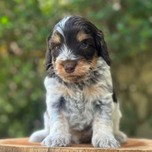 Load image into Gallery viewer, RUFUS - Male Toy Spoodle - Ready 31st Jan