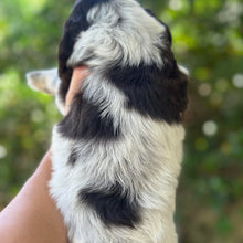 Load image into Gallery viewer, RUFUS - Male Toy Spoodle - Ready 31st Jan