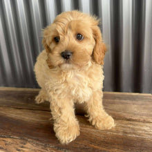 Load image into Gallery viewer, RUMBLE - Male Toy / Mini Cavoodle - Ready Now