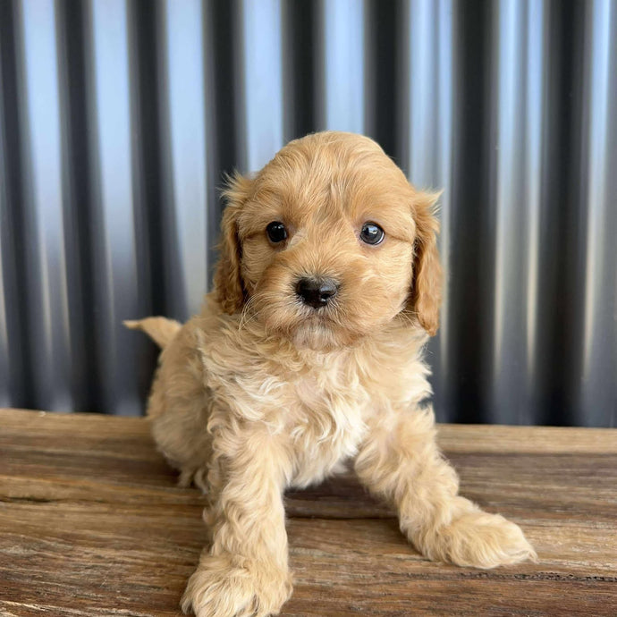 RUMBLE - Male Toy / Mini Cavoodle - Ready Now