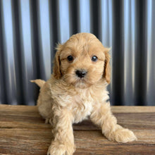 Load image into Gallery viewer, RUMBLE - Male Toy / Mini Cavoodle - Ready Now