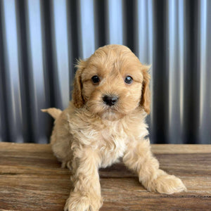 RUMBLE - Male Toy / Mini Cavoodle - Ready Now