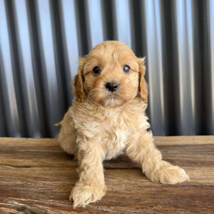 RUMBLE - Male Toy / Mini Cavoodle - Ready Now