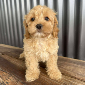 RUMBLE - Male Toy / Mini Cavoodle - Ready Now