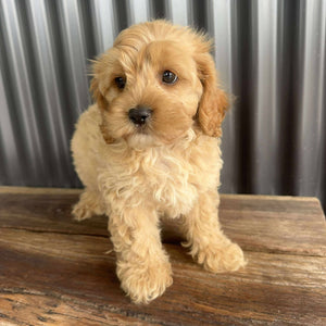 RUMBLE - Male Toy / Mini Cavoodle - Ready Now