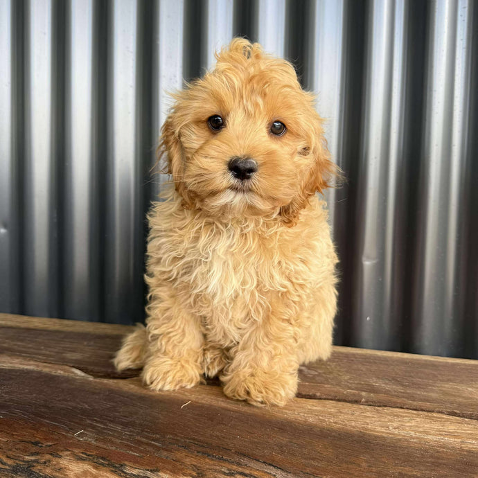 .✨RUMBLE - Male Toy / Mini Cavoodle - Ready Now