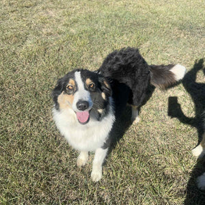 .✨SHELBY - Australian Shepherd Adult Rehomer - Ready Now