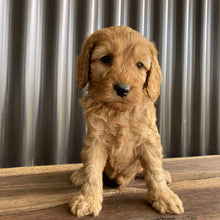 Load image into Gallery viewer, SHELDON - Male Mini Spoodle - Ready Now
