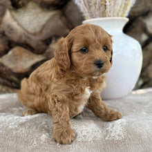 Load image into Gallery viewer, SADIE - Female Toy Cavoodle - Ready 21st Oct