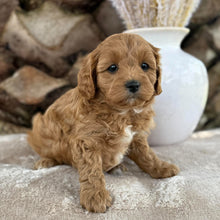 Load image into Gallery viewer, SADIE - Female Toy Cavoodle - Ready 21st Oct