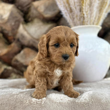Load image into Gallery viewer, SADIE - Female Toy Cavoodle - Ready 21st Oct