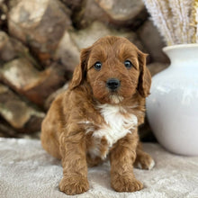 Load image into Gallery viewer, SAGE - Female Toy Cavoodle - 21st Oct