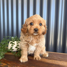 Load image into Gallery viewer, SAGE - Male Toy Cavoodle - Ready 13th Jan