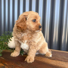 Load image into Gallery viewer, SAGE - Male Toy Cavoodle - Ready 13th Jan