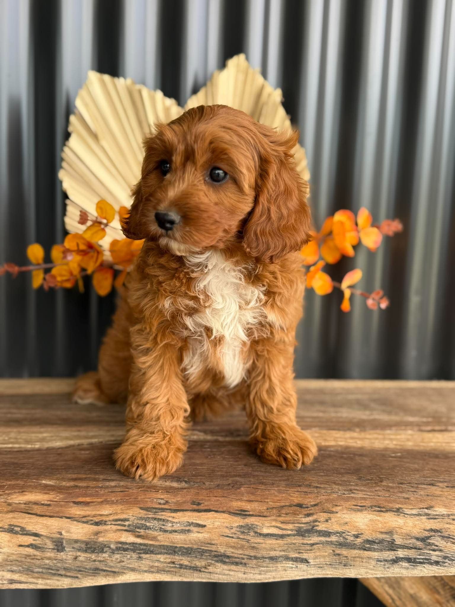 SAGE - Female Toy Cavoodle - Ready Now
