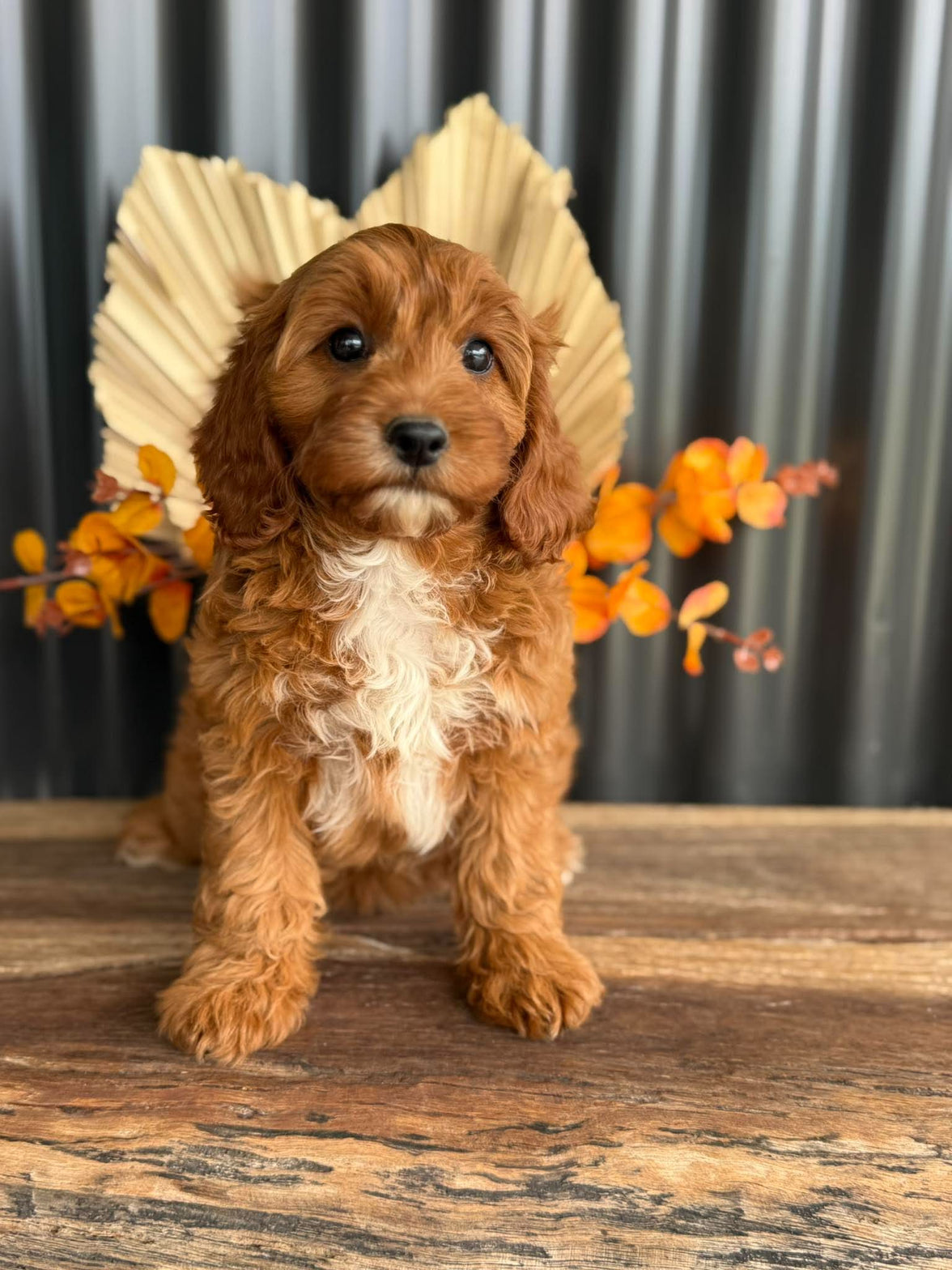 SAGE - Female Toy Cavoodle - Ready Now