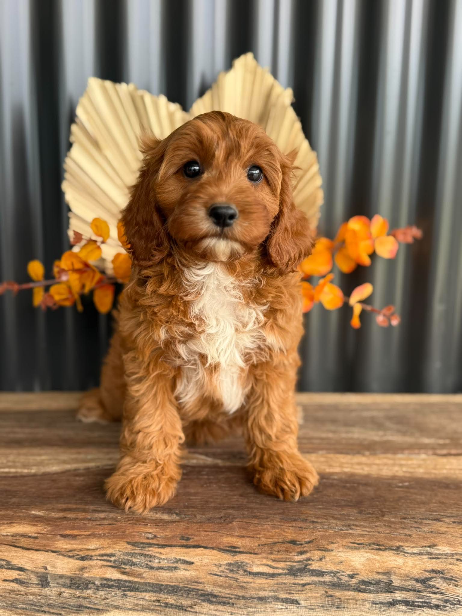 SAGE - Female Toy Cavoodle - Ready Now