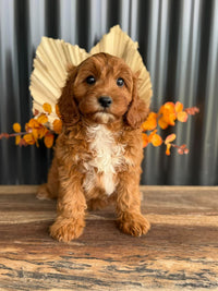 SAGE - Female Toy Cavoodle - Ready Now