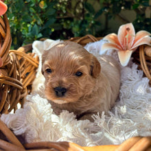Load image into Gallery viewer, SAGE - Male Toy Cavoodle - Ready 13th Jan