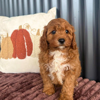 SAGE - Female Toy Cavoodle - Ready Now