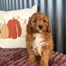 Load image into Gallery viewer, SAGE - Female Toy Cavoodle - 21st Oct