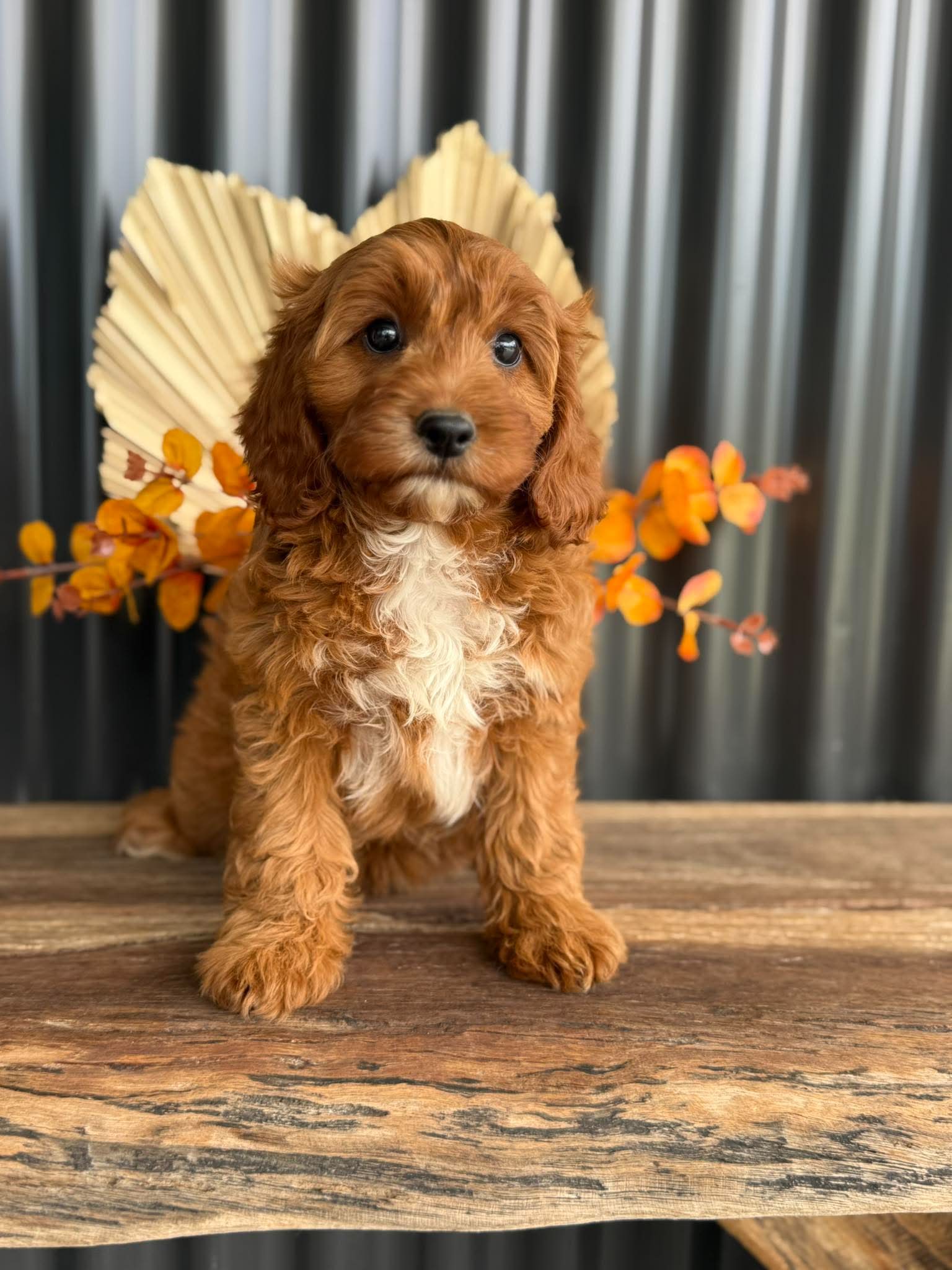 SAGE - Female Toy Cavoodle - Ready Now