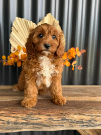 SAGE - Female Toy Cavoodle - Ready Now