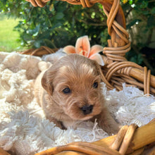 Load image into Gallery viewer, SAGE - Male Toy Cavoodle - Ready 13th Jan