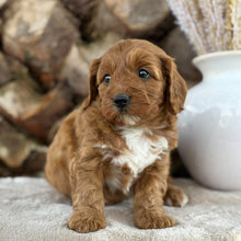 Load image into Gallery viewer, SAGE - Female Toy Cavoodle - 21st Oct