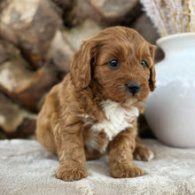 Load image into Gallery viewer, SAGE - Female Toy Cavoodle - 21st Oct