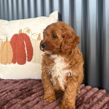 Load image into Gallery viewer, SAGE - Female Toy Cavoodle - 21st Oct