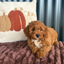 Load image into Gallery viewer, SAGE - Female Toy Cavoodle - 21st Oct