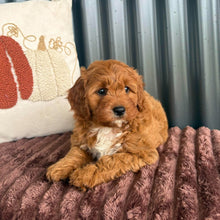 Load image into Gallery viewer, SAGE - Female Toy Cavoodle - 21st Oct