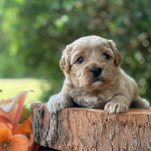 Load image into Gallery viewer, SAGE - Male Toy Cavoodle - Ready 13th Jan