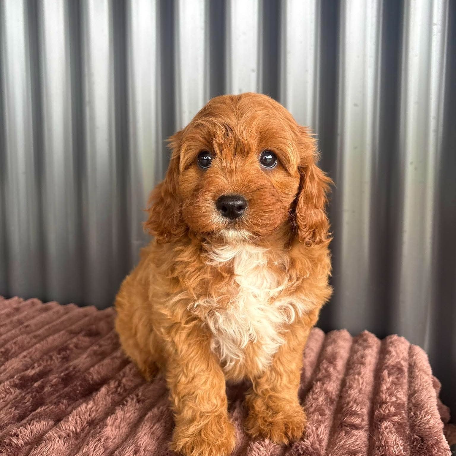 SAGE - Female Toy Cavoodle - Ready Now