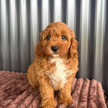 Load image into Gallery viewer, SAGE - Female Toy Cavoodle - 21st Oct