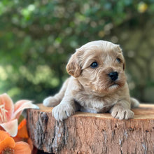 Load image into Gallery viewer, SAGE - Male Toy Cavoodle - Ready 13th Jan
