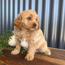 Load image into Gallery viewer, SAGE - Male Toy Cavoodle - Ready 13th Jan