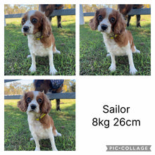 Load image into Gallery viewer, SALLY - Female Toy Cavoodle - Ready 30th April