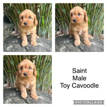 Load image into Gallery viewer, SAINT - Male Toy Cavoodle - Ready Now