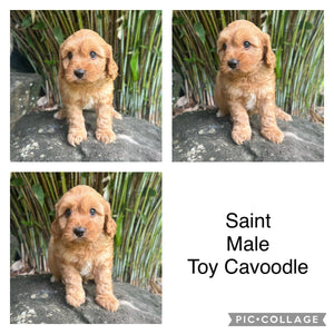 SAINT - Male Toy Cavoodle - Ready Now
