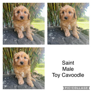 SAINT - Male Toy Cavoodle - Ready Now