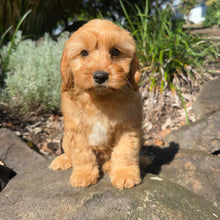 Load image into Gallery viewer, SAINT - Male Toy Cavoodle - Ready Now